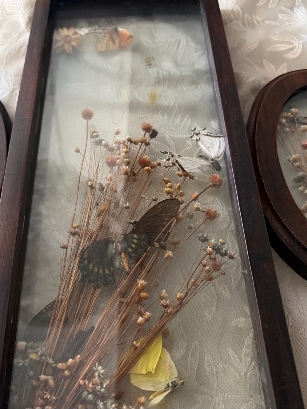 Framed Dried Botanical & Butterfly Wall Art - Brown Frame, Yellow Accents